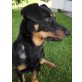 Smarty, Bracken-Dackel-Mischling - Rüde