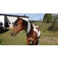 Smartys Black Jack, Paint Horse - Hengst
