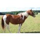 Smartys Colonel Desi, Paint Horse - Stute