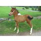 Smartys Pointed Poldi, Paint-Ponyhengst gescheckt - Hengst