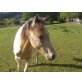 Smartys Smoking Texas, Paint-Mix - Hengst