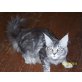 Smile Devil`s Shakira, Maine Coon - Katze