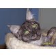 Smile Devil`s Sweetheart, Maine Coon - Katze