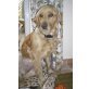 Smiley 4, Golden Retriever Hündin - Hündin