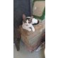 Smilla, sucht ihre Familie - Katze