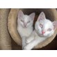Smilla und Ferris, Schneeweiße Katzenkinder  - Katze