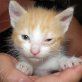 Smilzo, rot-weißer - Kater