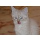 Smocky, Sim-Mix - Katze