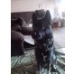 Smokey, Husky-Schäferhund-Mix - Rüde