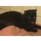 Smokey - Kater