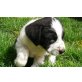 Smokey, Smokey - HirtenhundMischung  Welpen - Rüde