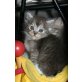 Smoky, Britisch Kurzhaarkatze - Katze