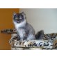 Smoky, Perser/Deutsch Langhaar - Kater