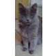 Smoky, Ragdoll/ Maine Coon - Kater