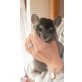 Smoky u.Gizmo, Kurzschwanzchinchilla - männlich
