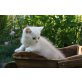 Smutje, Britisch Kurzhaarkatze - Kater