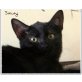 Smuty,  Hübscher Smuty! 4 Mo/kastr./gechipt/geimpft  - Kater