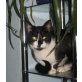 Snapie, Hauskatze - Kater