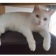 Snickers, Europäische Kurzhaarkatze - Kater