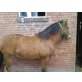 Snickers, Shetland Pony - Wallach