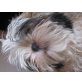 Snooby, Shih Tzu Welpen - Rüde