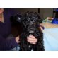Snoopy, Akito, Sakura und Yoshi, Pudel-Westhighland Terrier Welpen - Hündin