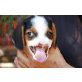 Snoopy, Beagle Mix - Rüde