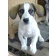 Snoopy, Beagle - Rüde