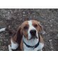 Snoopy, Beagle - Rüde