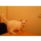 Snoopy, Britisch Kurzhaarkatze - Kater