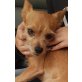 Snoopy, Chihuahua Pinscher - Rüde