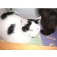 Snoopy, EHK - Katze