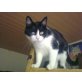 Snoopy, Hauskatze - Kater