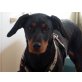Snoopy, Jack Russell-Cocker-Mix Welpen - Rüde