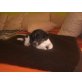 Snoopy, Jacky-Chihuahua-Jacky Welpen - Rüde