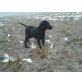 Snoopy, Labrador-Mix - Rüde