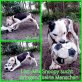 Snoopy, Listen-Mix - Rüde