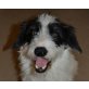 Snoopy, Mischling - Rüde