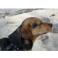 Snoopy, Mischling - Rüde