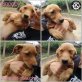 Snoopy, Mischling Welpen - Rüde