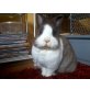 Snoopy,Playboy, Zwergkaninchen - weiblich