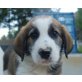 Snoopy, Pyrenäen Berghund Mix Welpen - Rüde