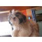 Snoopy, Shih Tzu Welpen - Rüde