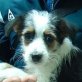 Snoopy, Terriermischling - Rüde