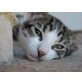 Snoopy, das reizende tiger-weiße Katerchen - Kater