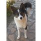 Snoopy, freundlicher Knirps sucht Familie - Rüde