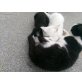 Snoopyundeinhorn, Angoramischlinge - Kater