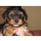 Snopy, Yorkshire Terrier Welpen - Rüde