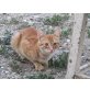 Snorre - lieb,entspannt,schmusig, hunde/katzenverträgl - Hauskatze - Kater