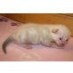 Snow Bengal Kazenbabys, Bengalkatze - Kater